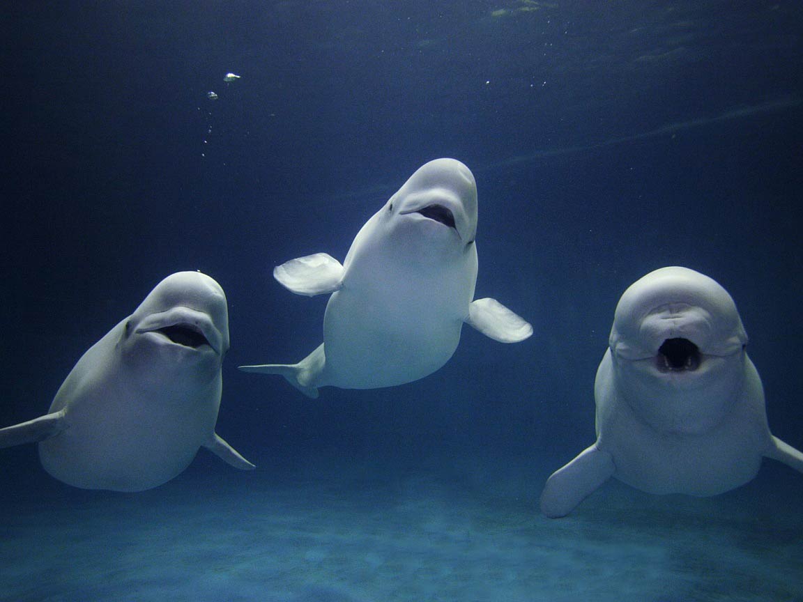 free Beluga Whale wallpaper wallpapers and background