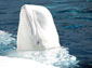 beluga whale desktop wallpaper