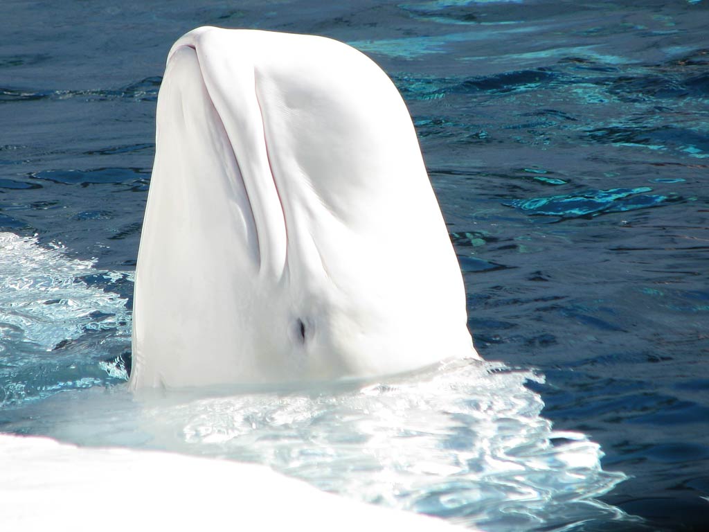 free Beluga Whale wallpaper wallpapers download