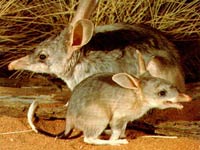 Bilby image