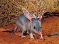 Bilby image