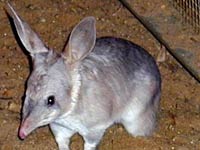 Bilby image