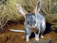 Bilby image