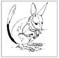 Bilby coloring page