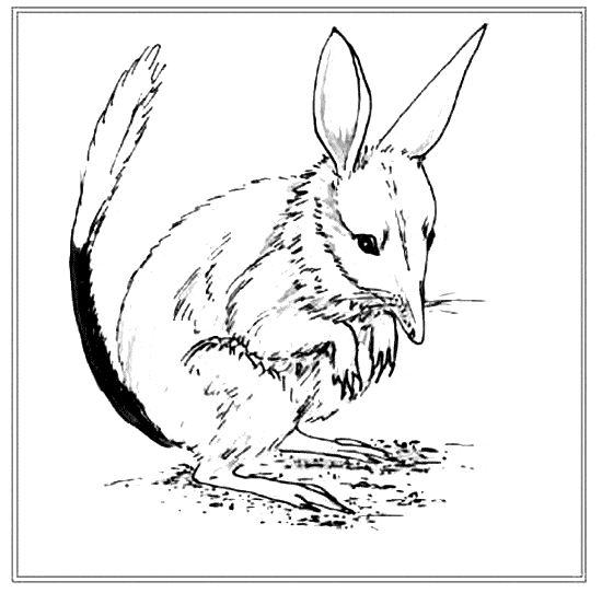 free Bilby coloring page sheet printable