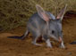 bilby wallpaper