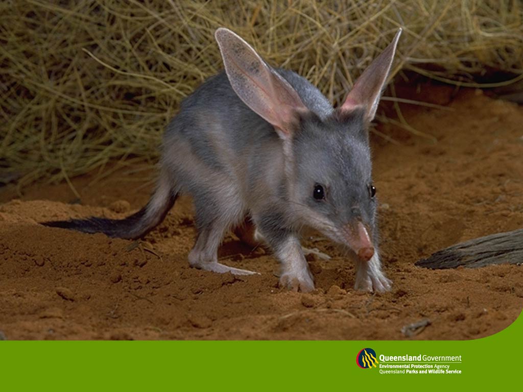 free Bilby wallpaper wallpapers download