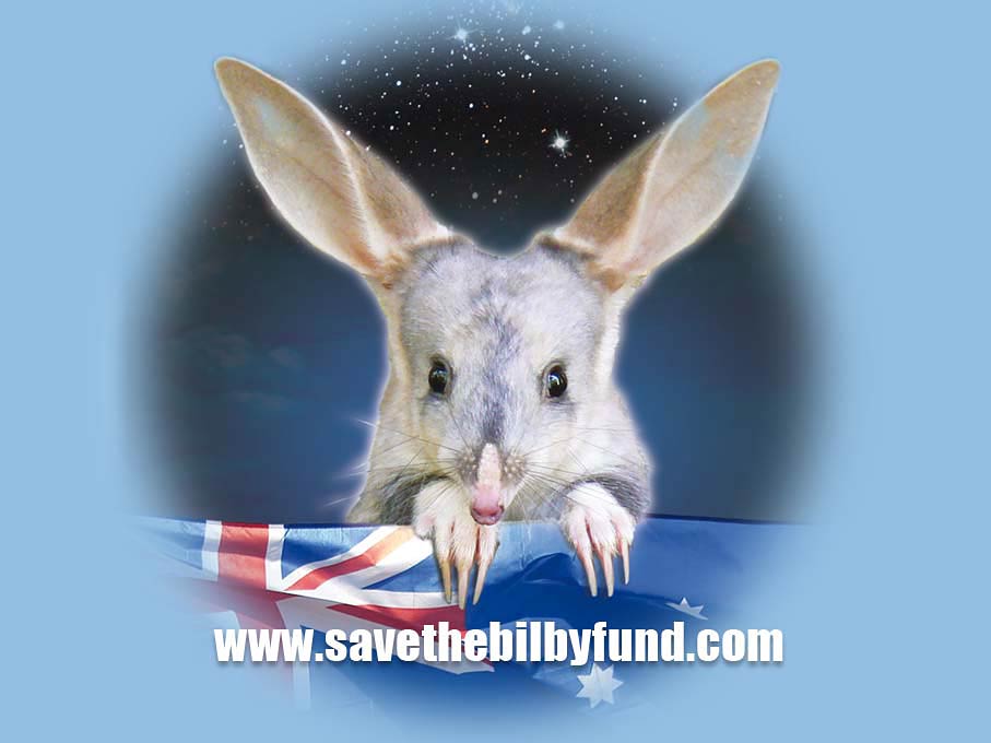 free Bilby wallpaper wallpapers download