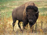 Bison image