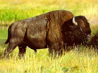 Bison picture