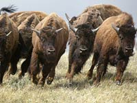 Bison image