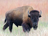 Bison image