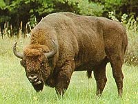 Bison image