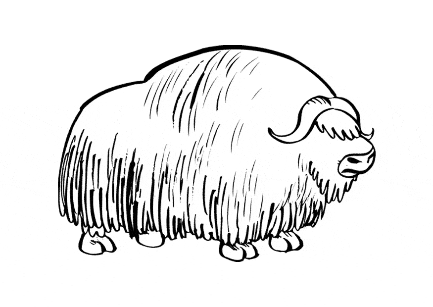 free Bison coloring page
