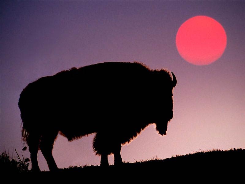 free Bison wallpaper wallpapers download