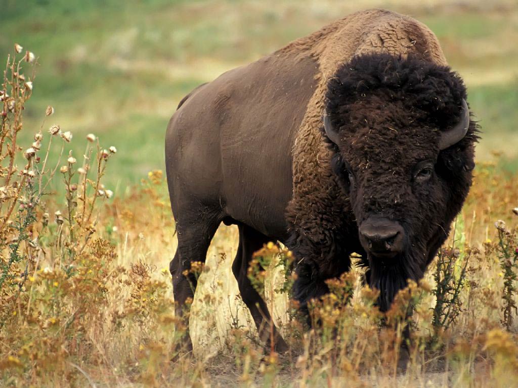 free Bison wallpaper wallpapers download