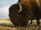 bison desktop wallpaper
