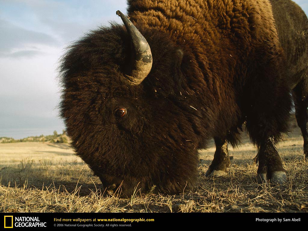 free Bison wallpaper wallpapers download