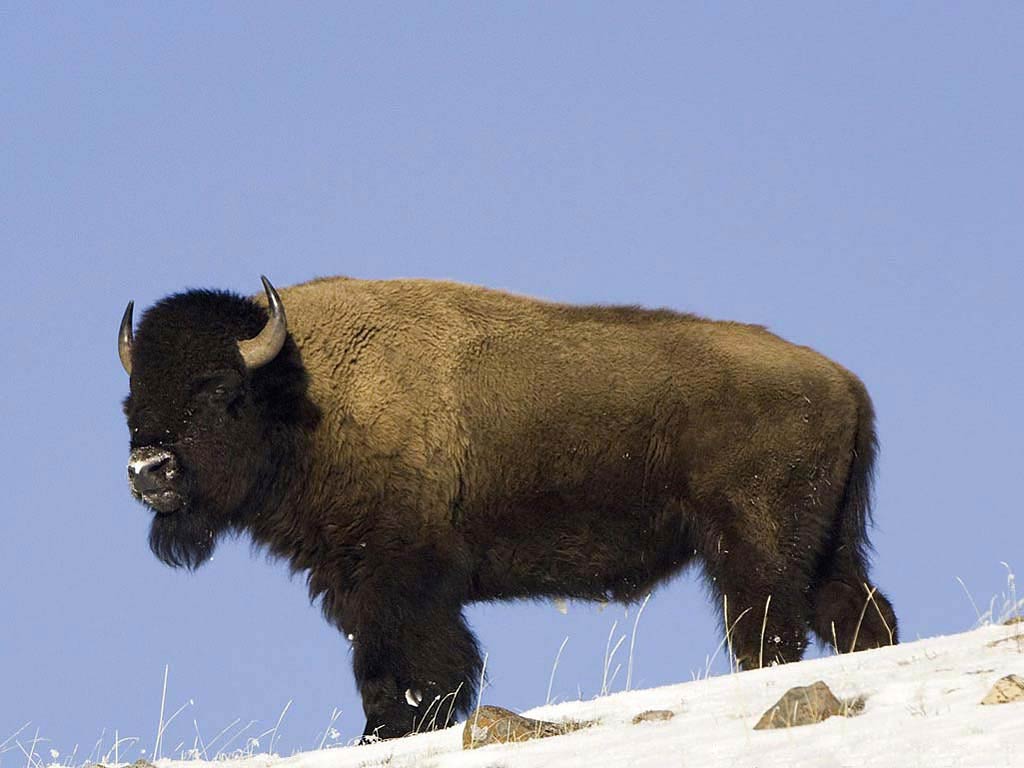 free Bison wallpaper download