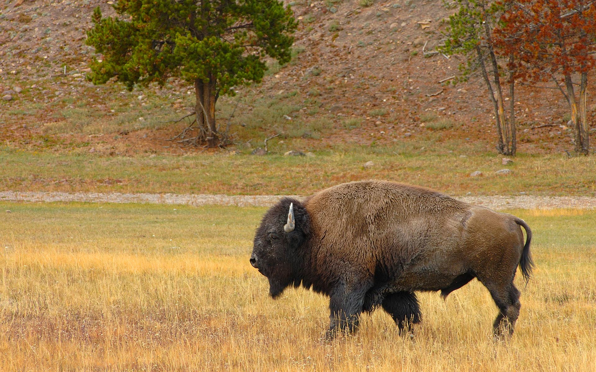 free animal Bison wallpaper desktop