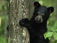 Black Bear image