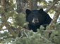 black bear