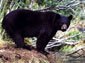 black bear wallpapers