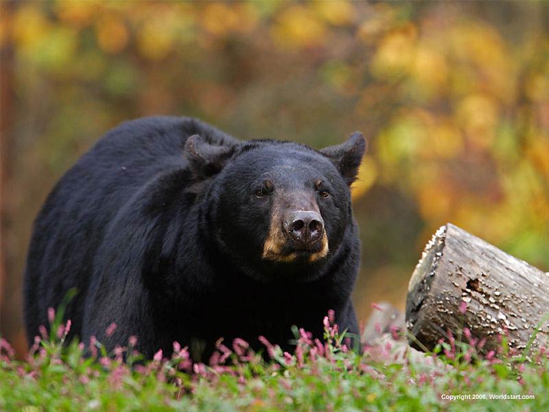 free Black Bear wallpaper wallpapers and background