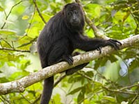 Black Howler Monkey image