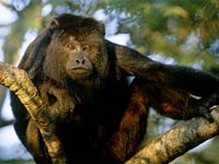 Black Howler Monkey image