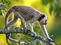 Black Howler Monkey image