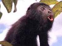 Black Howler Monkey image