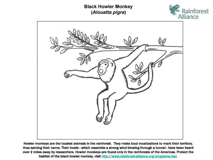 Black Howler Monkey coloring picture page