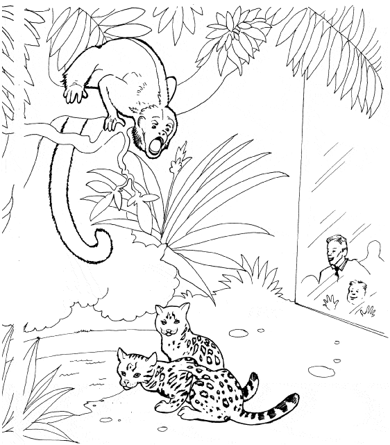 rain forest coloring pages spider monkey - photo #39