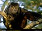 Black Howler Monkey wallpaper