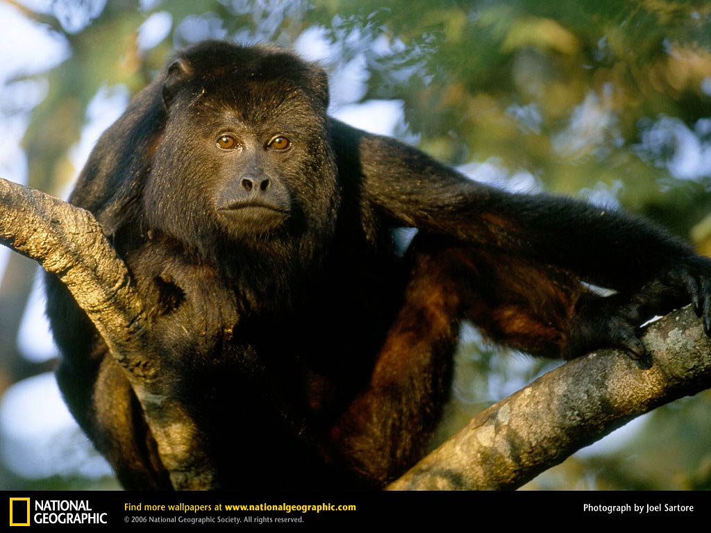 free Black Howler Monkey wallpaper wallpapers download