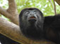 black howler monkey wallpaper