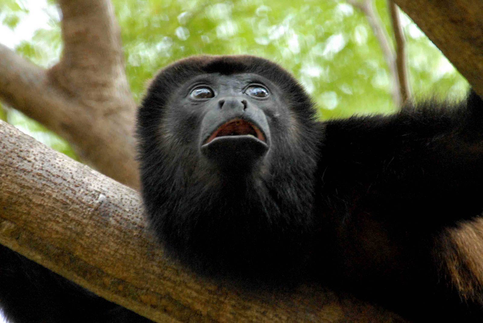 free Black Howler Monkey wallpaper wallpapers download