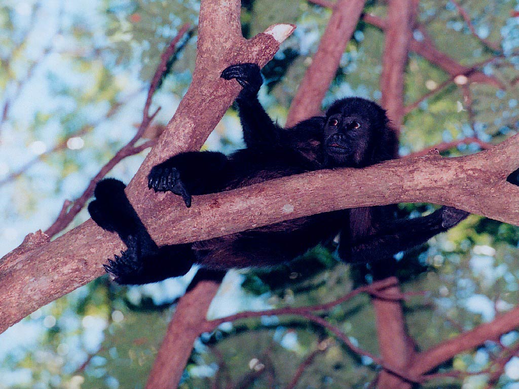 free Black Howler Monkey wallpaper wallpapers download