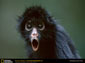 black howler monkey wallpapers