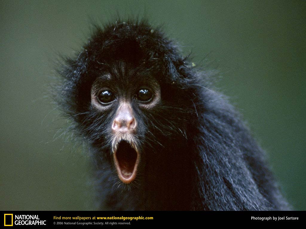 free Black Howler Monkey wallpaper wallpapers and background