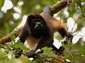 black howler monkey wallpaper