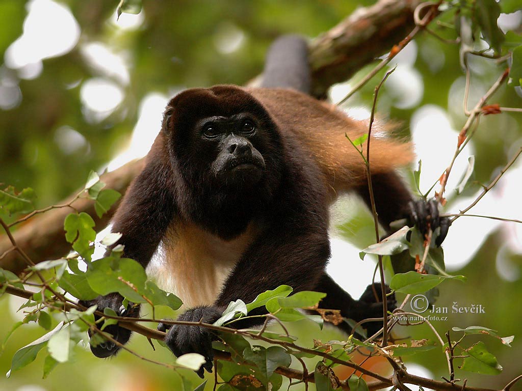 free Black Howler Monkey wallpaper wallpapers download