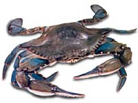 Blue Crab image