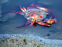 Blue Crab picture