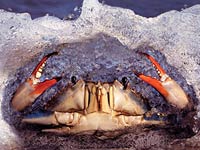 Blue Crab image