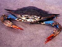 Blue Crab image