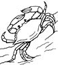 Blue Crab coloring page