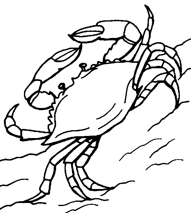 Blue Crab Coloring Page Animals Town Animal Color Sheets