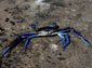 Blue Crab wallpaper